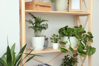 Photo of Wooden shelving unit with beautiful house plants indoors. Home design idea