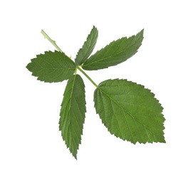 Photo of Fresh green blackberry leaves isolated on white