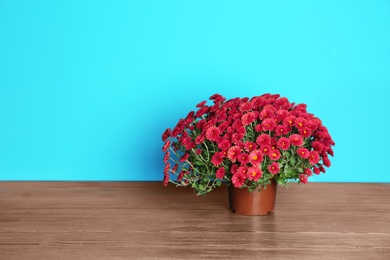 Photo of Beautiful potted chrysanthemum flowers on table against color background. Space for text