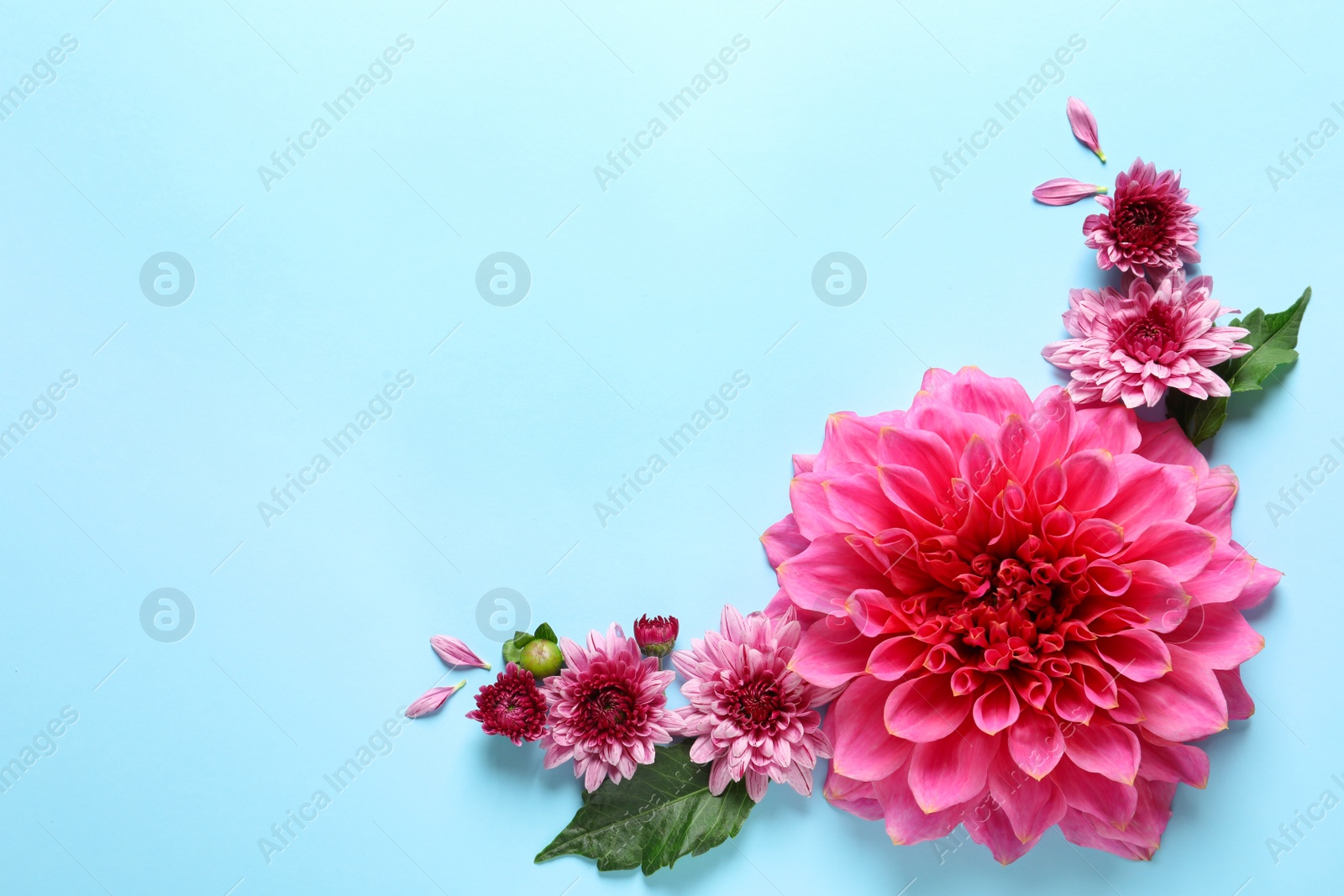 Photo of Flat lay composition with beautiful dahlia flowers and space for text on color background