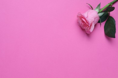 Photo of Beautiful rose on pink background, above view. Space for text