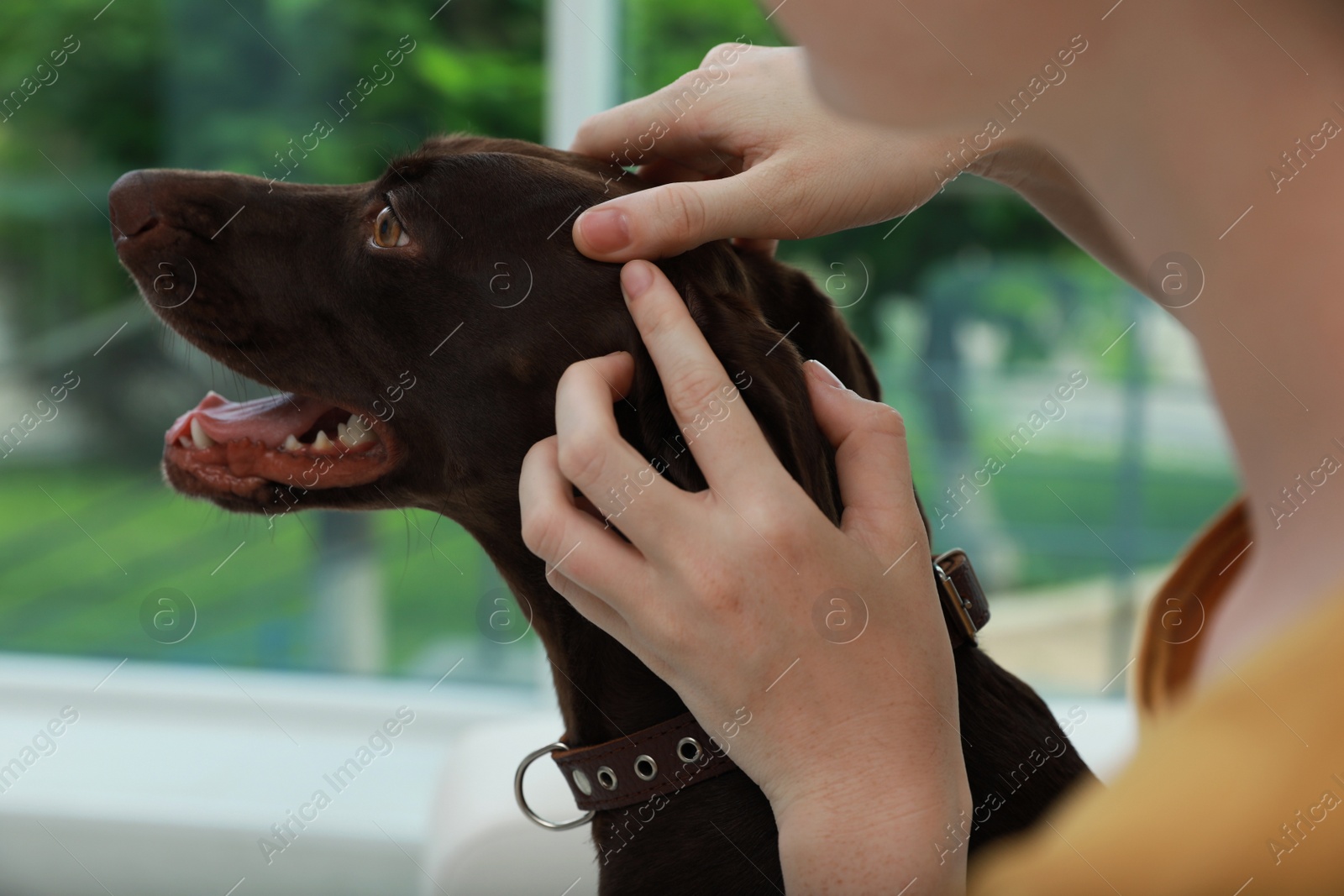 Photo of Woman examining her dog's skin for ticks at home, closeup