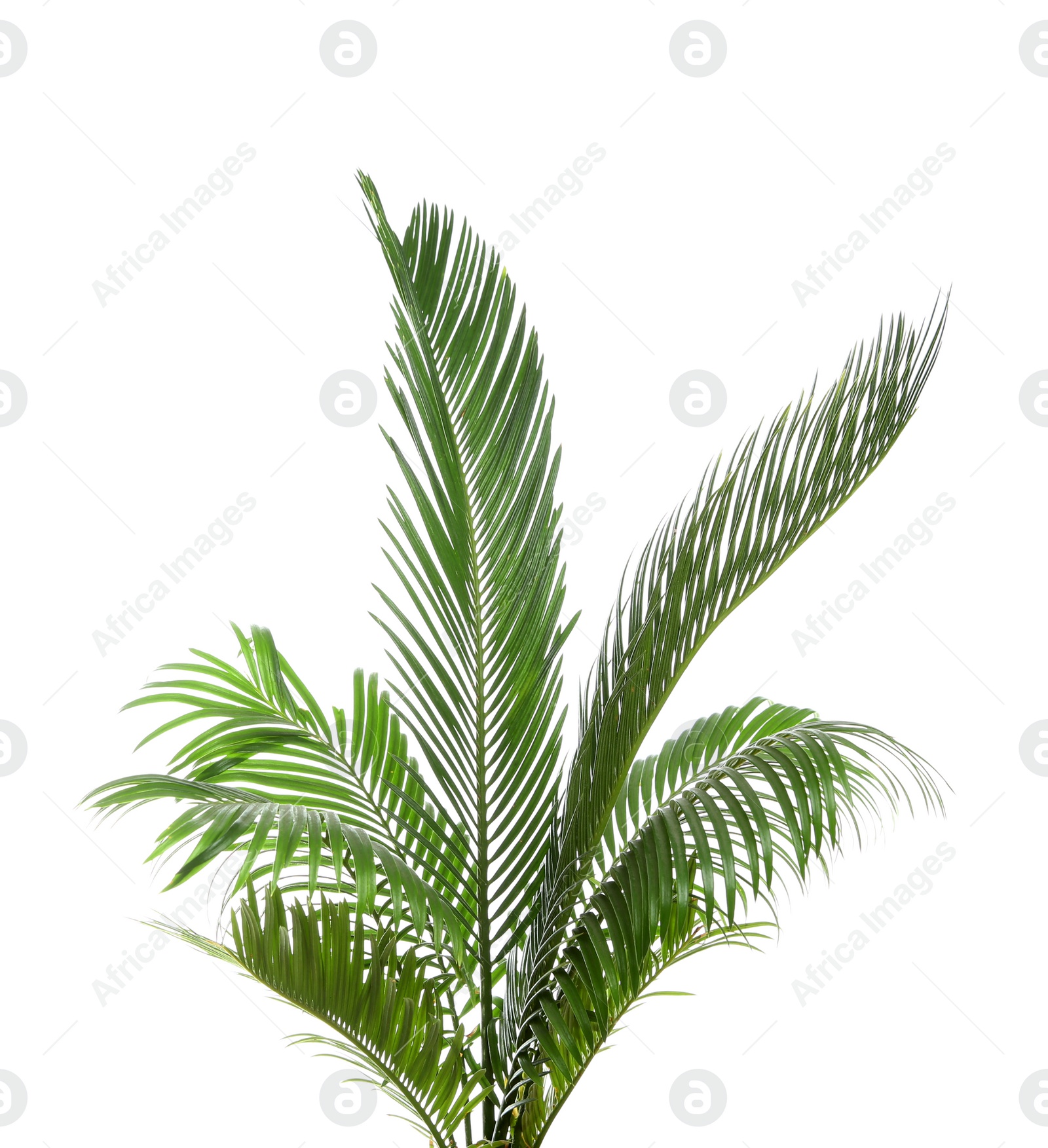 Photo of Beautiful tropical Sago palm leaves on white background