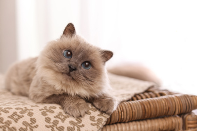 Photo of Birman cat on wicker chest at home, space for text. Cute pet