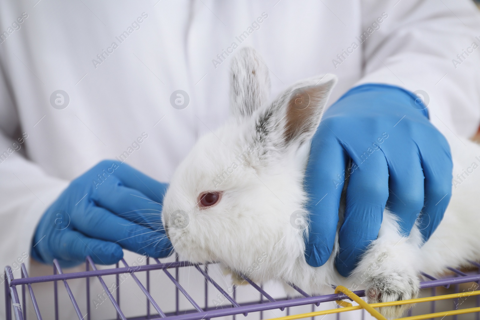 Photo of Scientist with rabbit in chemical laboratory, closeup. Animal testing