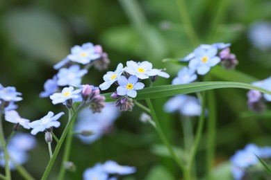 Photo of Beautiful forget-me-not flowers growing outdoors. Spring season