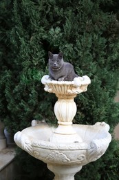 Lonely stray cat on fountain outdoors. Homeless pet