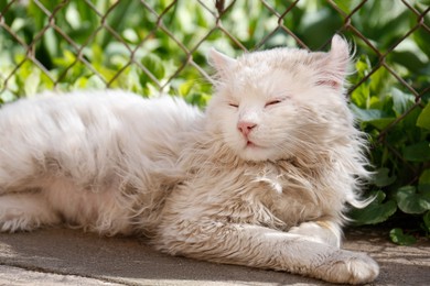 Photo of Cute fluffy cat resting near fence on sunny day