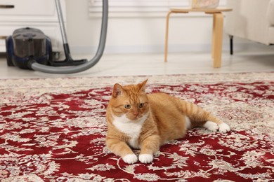 Photo of Cute ginger cat lying on carpet at home