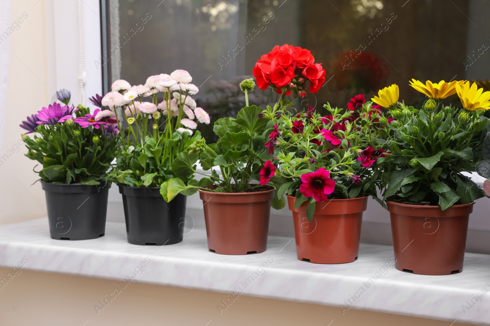 Photo of Different beautiful potted flowers on windowsill indoors