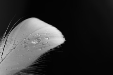 Fluffy feather with water drops on black background, closeup. Space for text