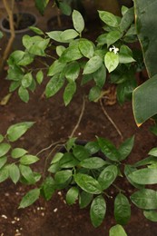 Photo of Potted tangerine tree in greenhouse, top view
