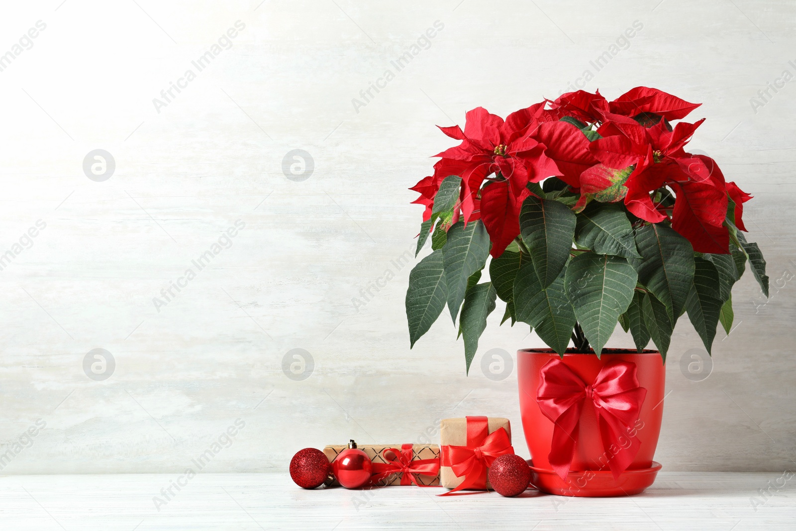 Photo of Pot with poinsettia (traditional Christmas flower) and gift boxes on table against light background. Space for text