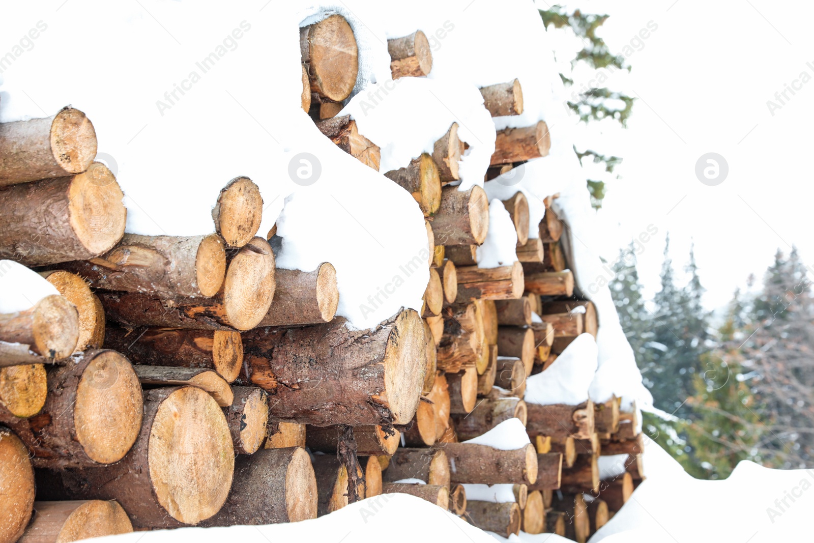 Photo of Large pile of firewood covered with snow outdoors, closeup