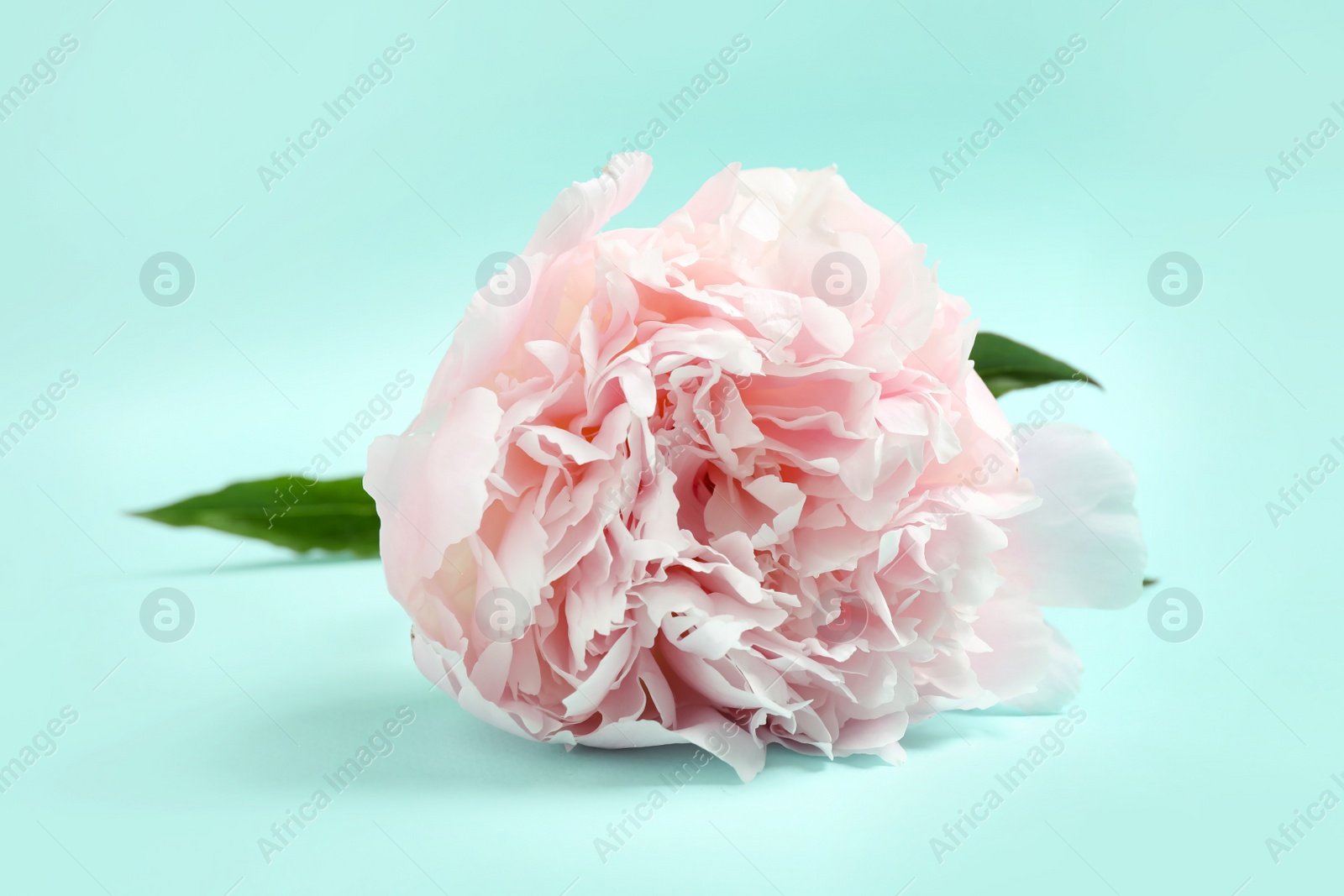 Photo of Beautiful pink peony on light blue background