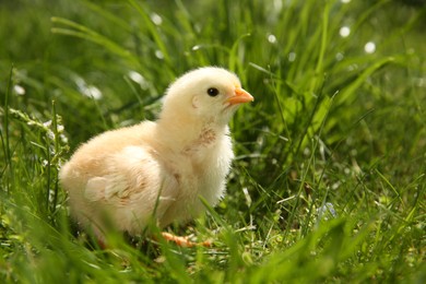 Cute chick on green grass outdoors, closeup. Baby animal