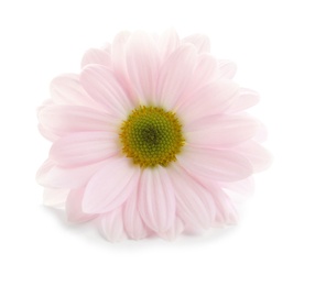 Beautiful and delicate chamomile flower on white background