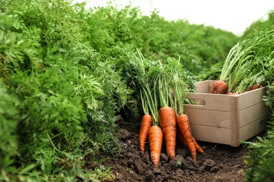 Photo of Wooden crate of fresh ripe carrots on field. Organic farming