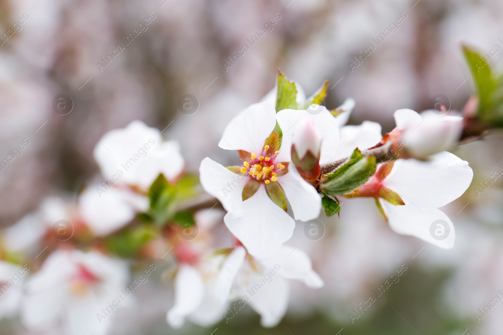 Photo of Branch of beautiful blossoming cherry tree outdoors, closeup. Spring season