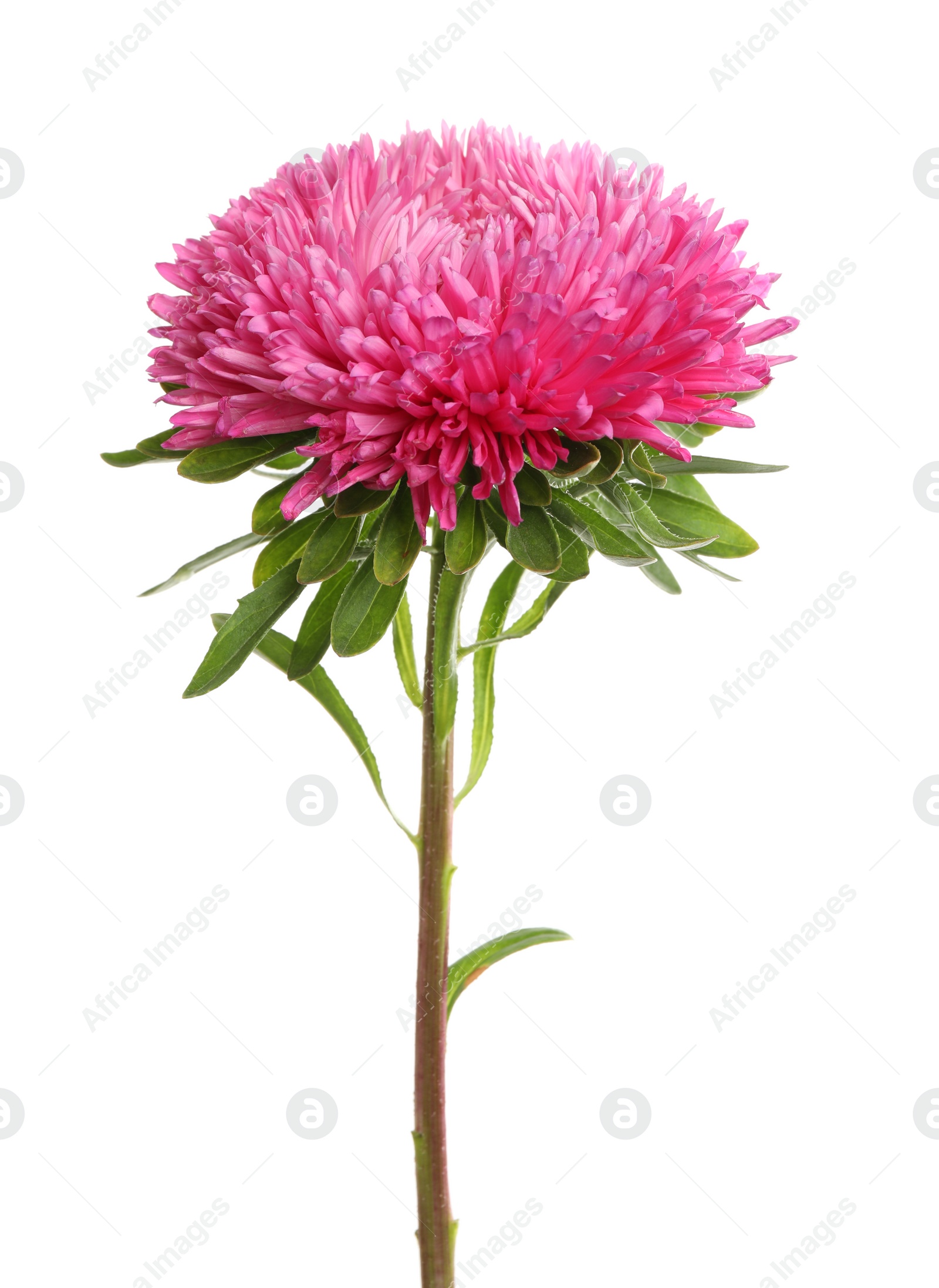 Photo of Beautiful pink aster flower on white background