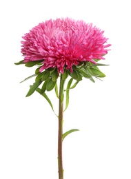 Photo of Beautiful pink aster flower on white background