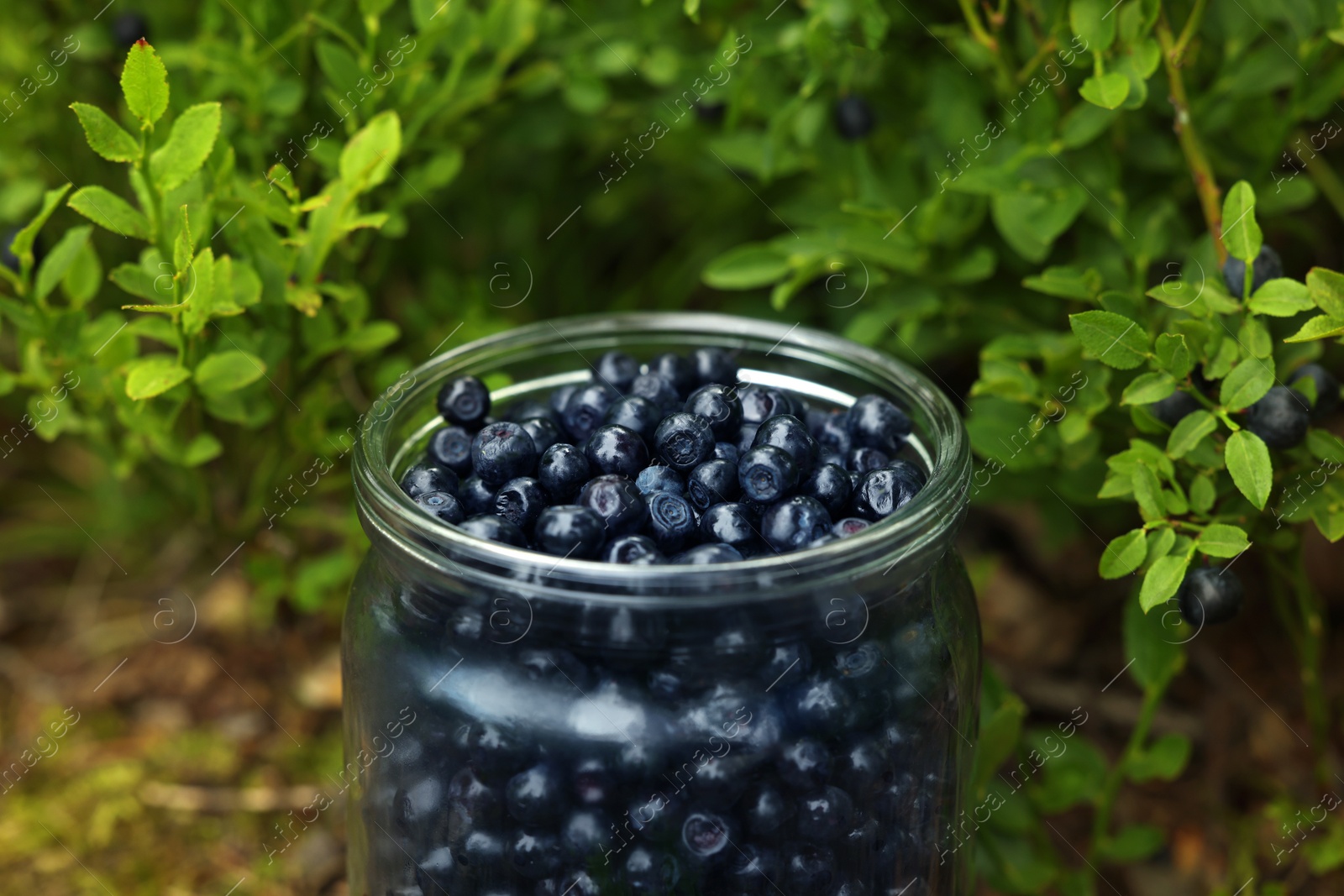 Photo of Jar of delicious bilberries in forest, closeup