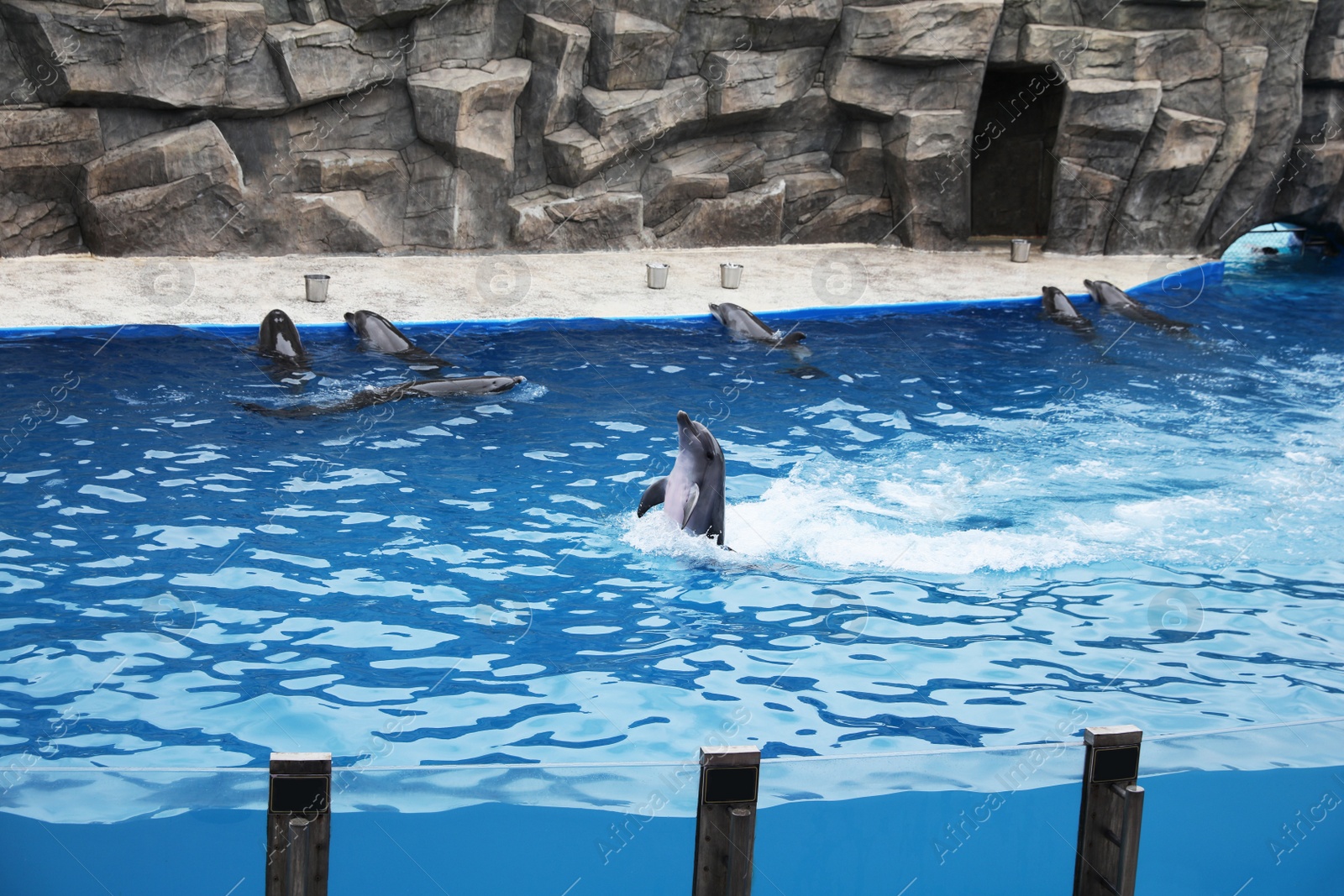 Photo of Dolphins swimming in pool at marine mammal park