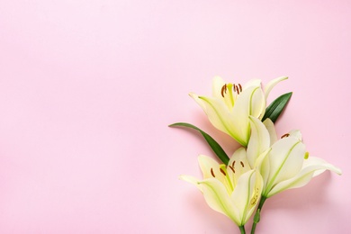 Beautiful lily flowers on pink background, top view. Space for text