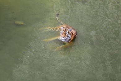 Photo of Beautiful Bengal tiger in pond at zoo. Wild animal