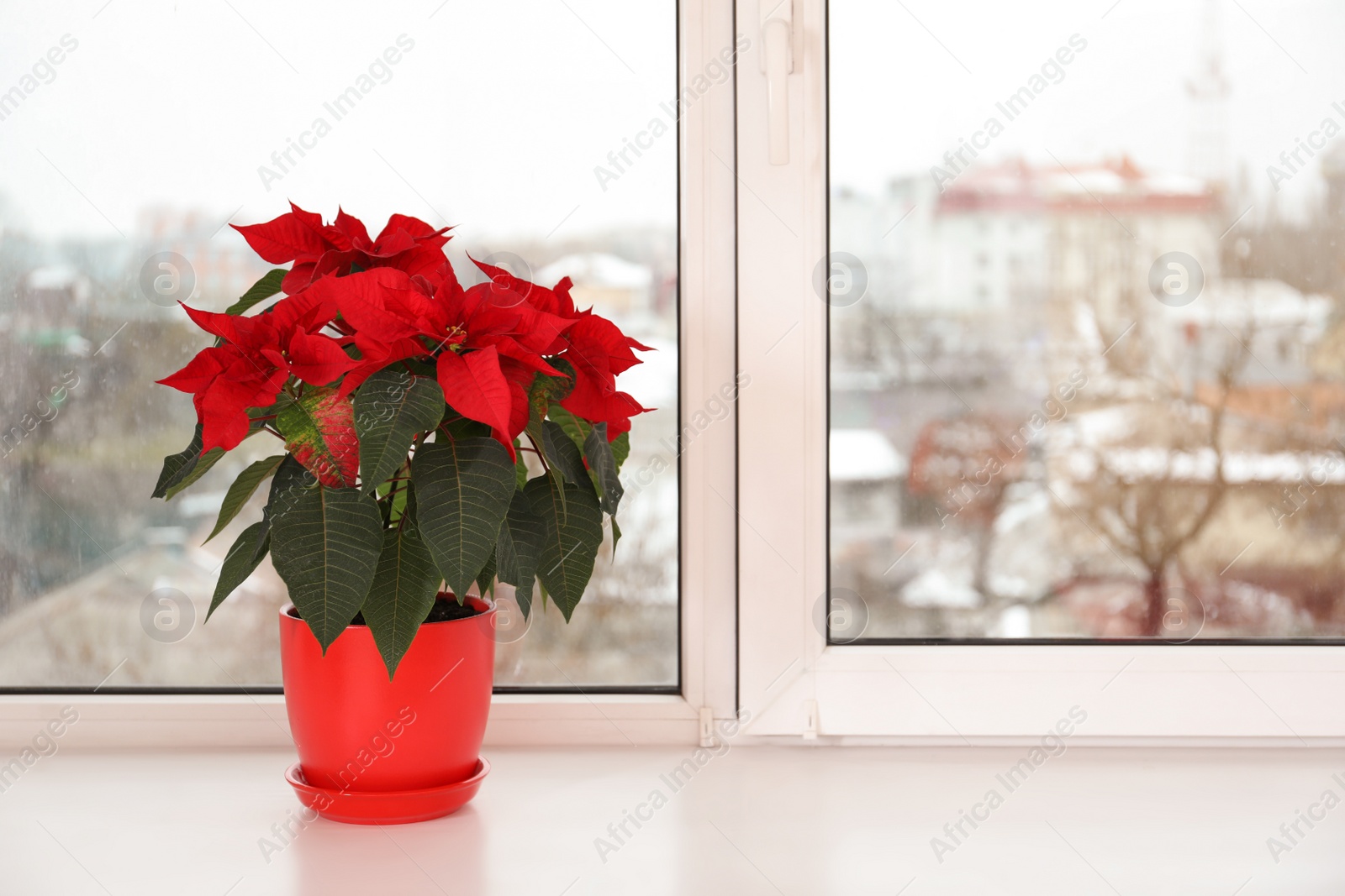 Photo of Beautiful poinsettia (traditional Christmas flower) in pot on windowsill. Space for text