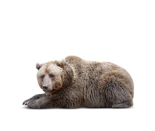 Image of Furry bear on white background. Wild animal