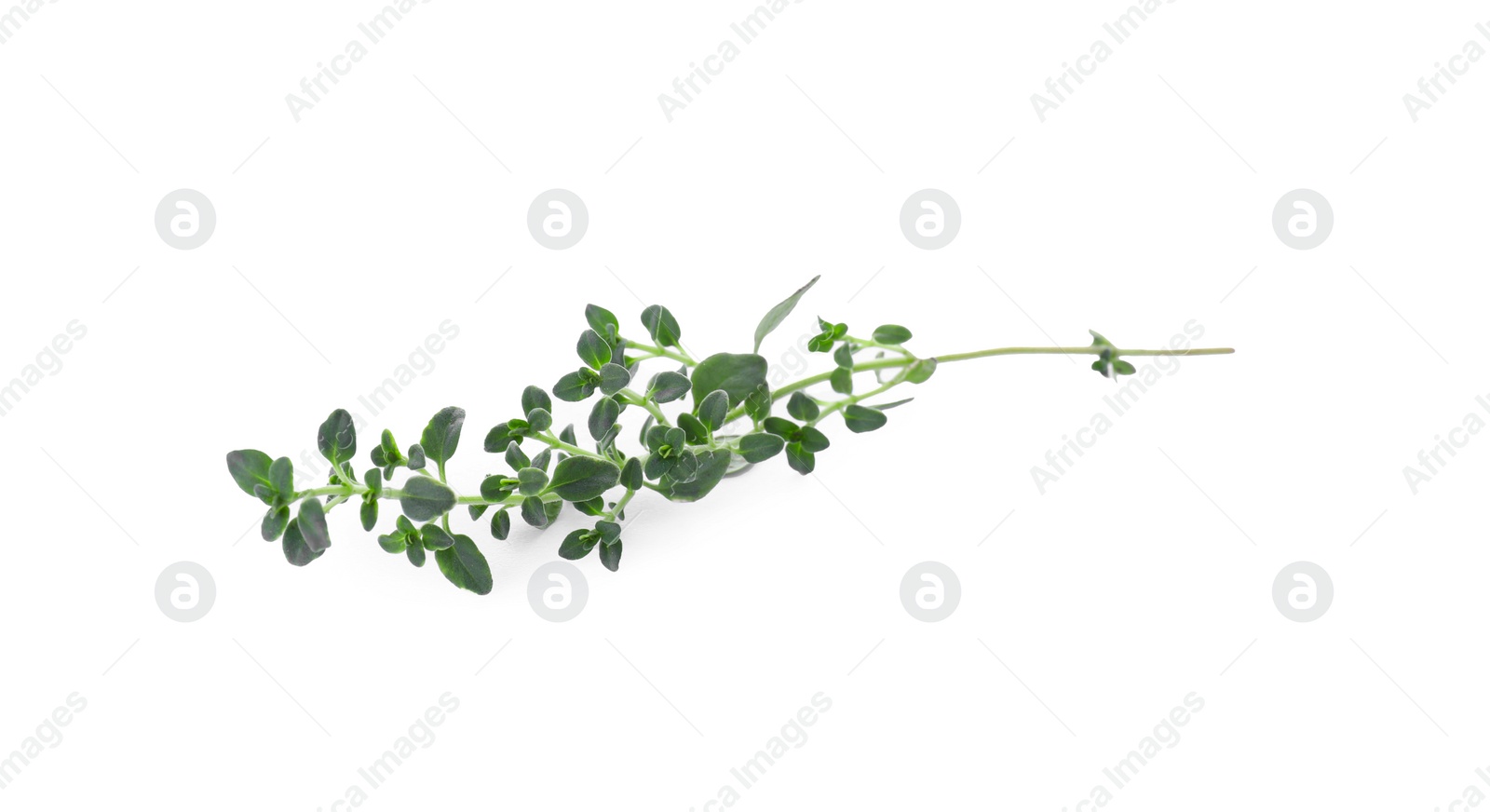 Photo of Aromatic green thyme sprig isolated on white. Fresh herb