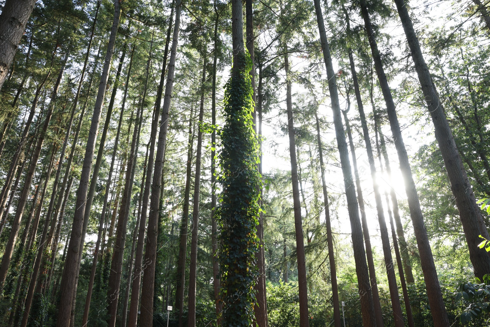 Photo of Beautiful view of green trees in forest