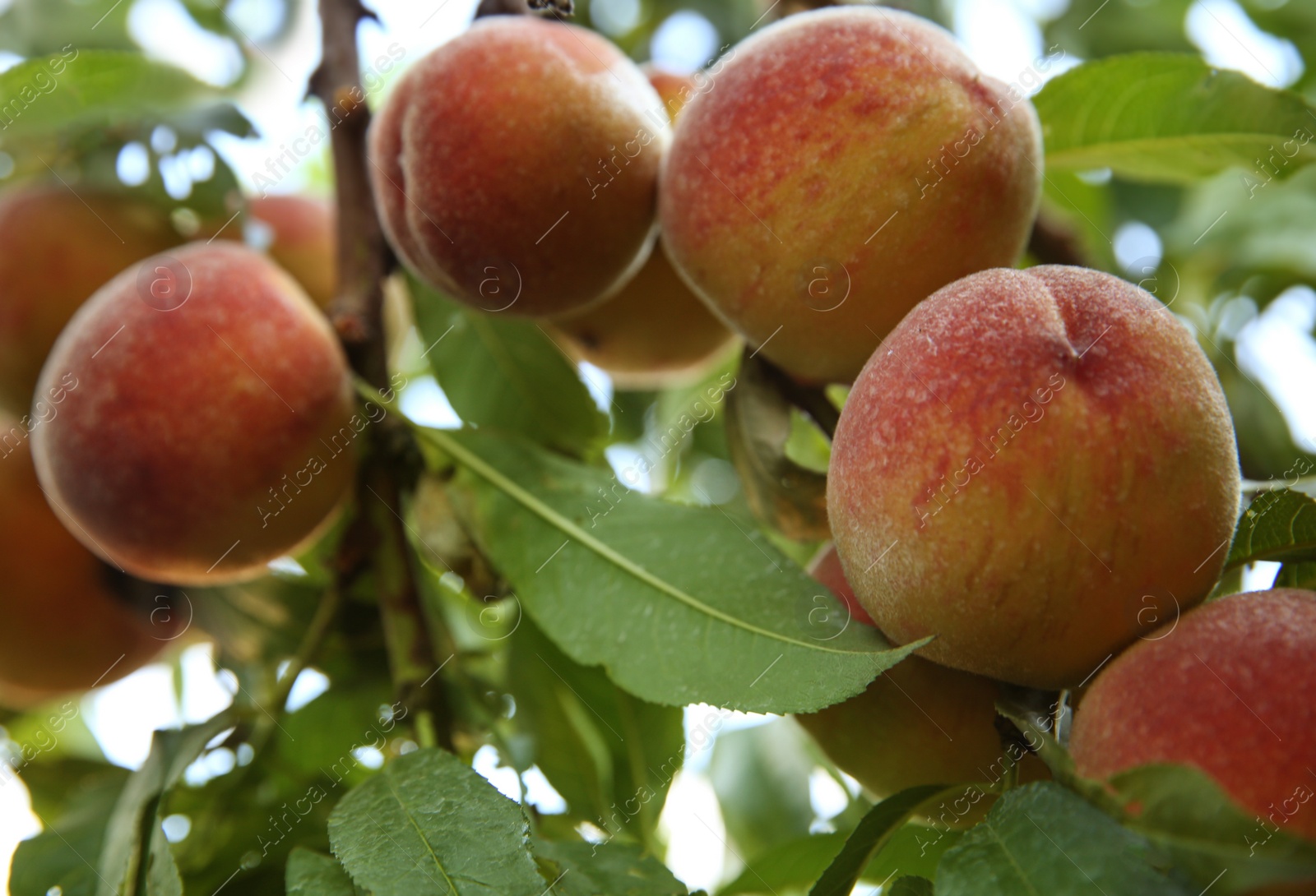 Photo of Ripe peaches on tree branch in garden, closeup