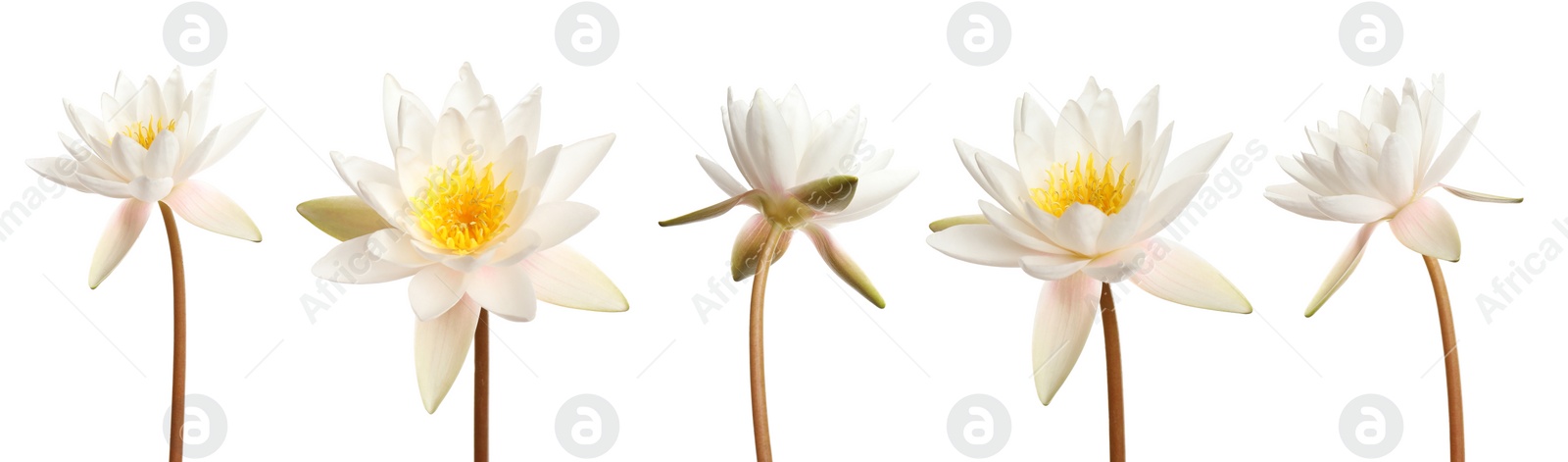 Image of Set of beautiful lotus flowers on white background. Banner design 