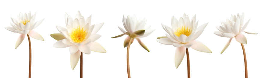 Set of beautiful lotus flowers on white background. Banner design 