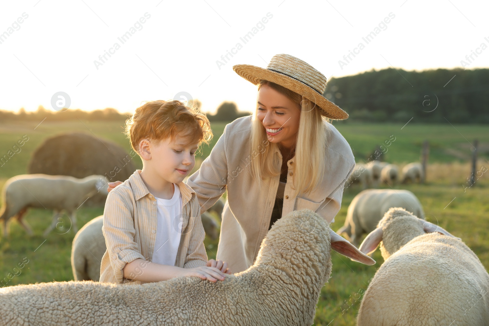 Photo of Mother and son stroking sheep on pasture. Farm animals