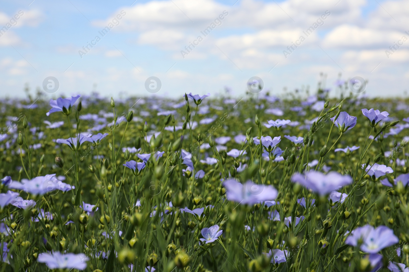 Photo of Beautiful view of blooming flax field on summer day