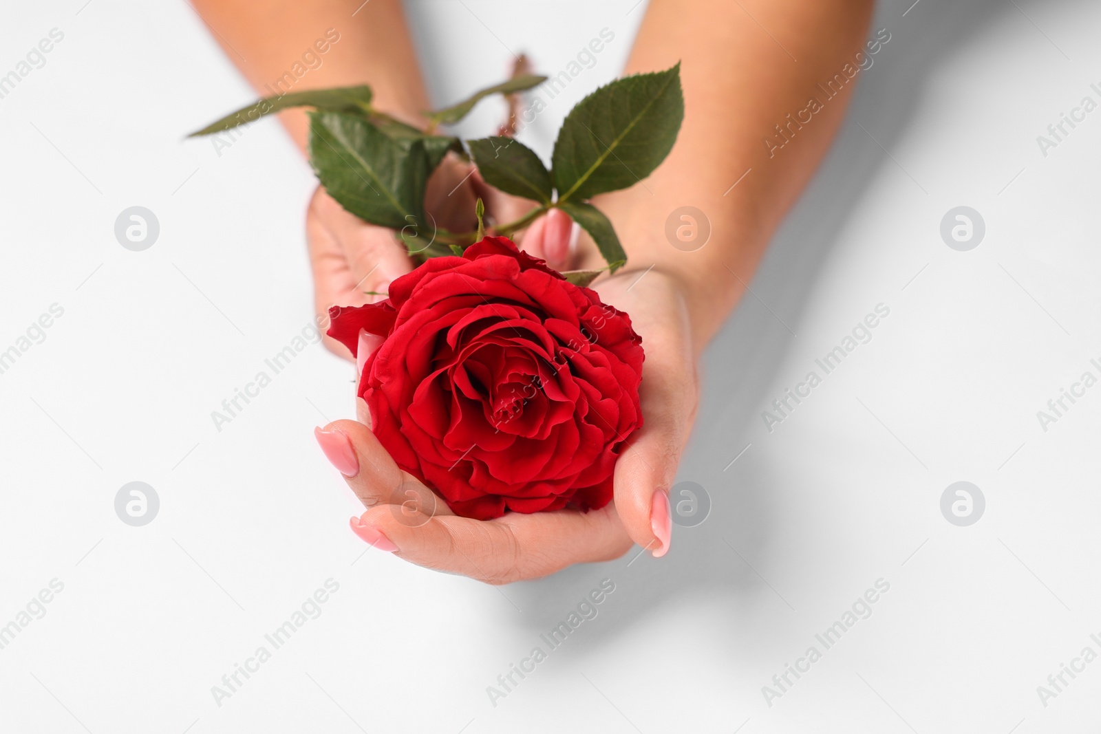 Photo of Woman holding red rose on white background, closeup