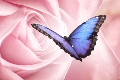 Image of Amazing common morpho butterfly on rose, closeup