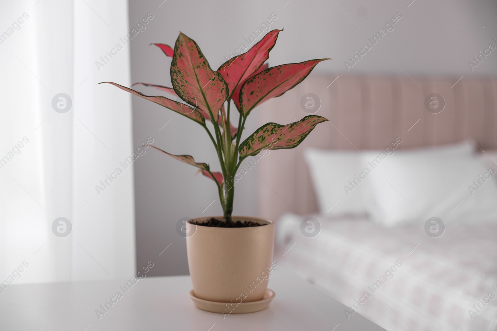 Photo of Beautiful house plant on white table in bedroom