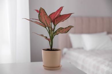 Beautiful house plant on white table in bedroom