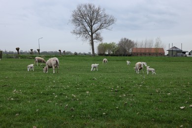 Cute funny sheep grazing on green field