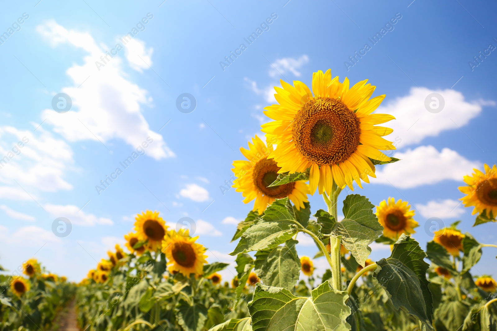 Photo of Beautiful view of sunflowers growing in field