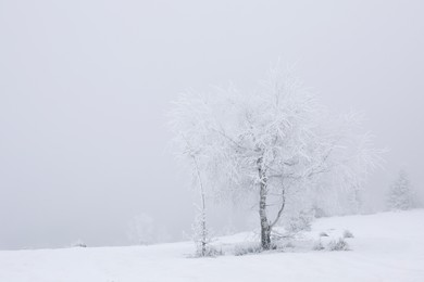 Beautiful view of trees covered with snow on winter day. Space for text