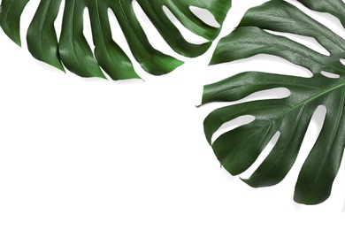 Photo of Green fresh monstera leaves on white background, top view. Tropical plant