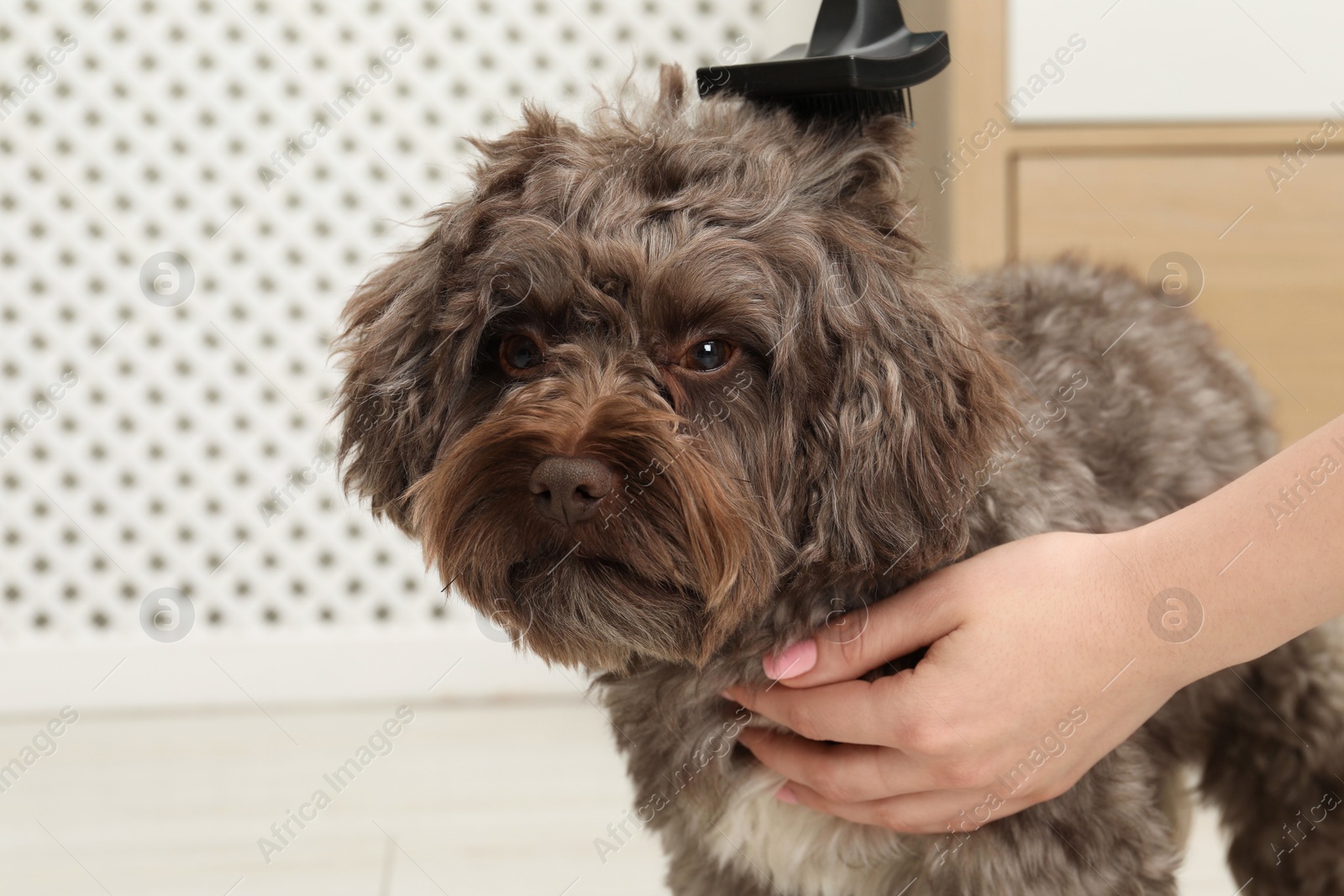 Photo of Woman brushing her cute Maltipoo dog at home, closeup. Lovely pet