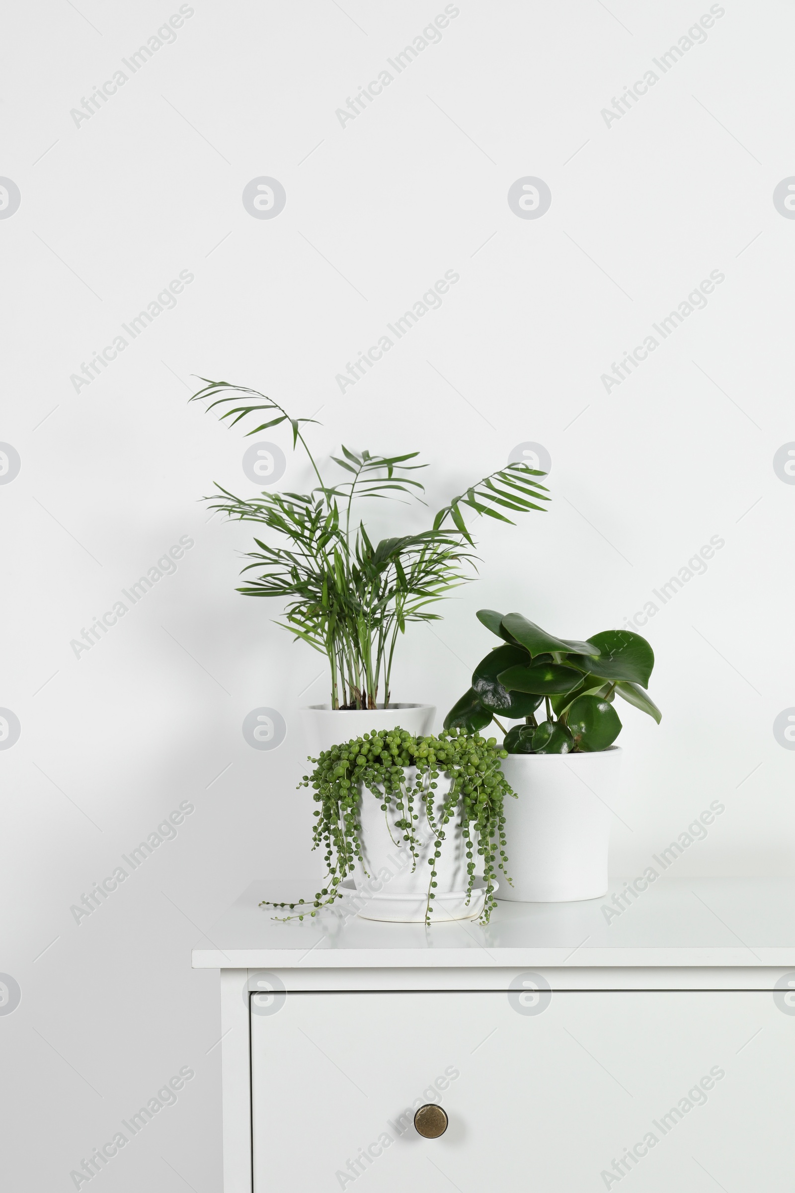 Photo of Beautiful green potted houseplants on white chest of drawers indoors