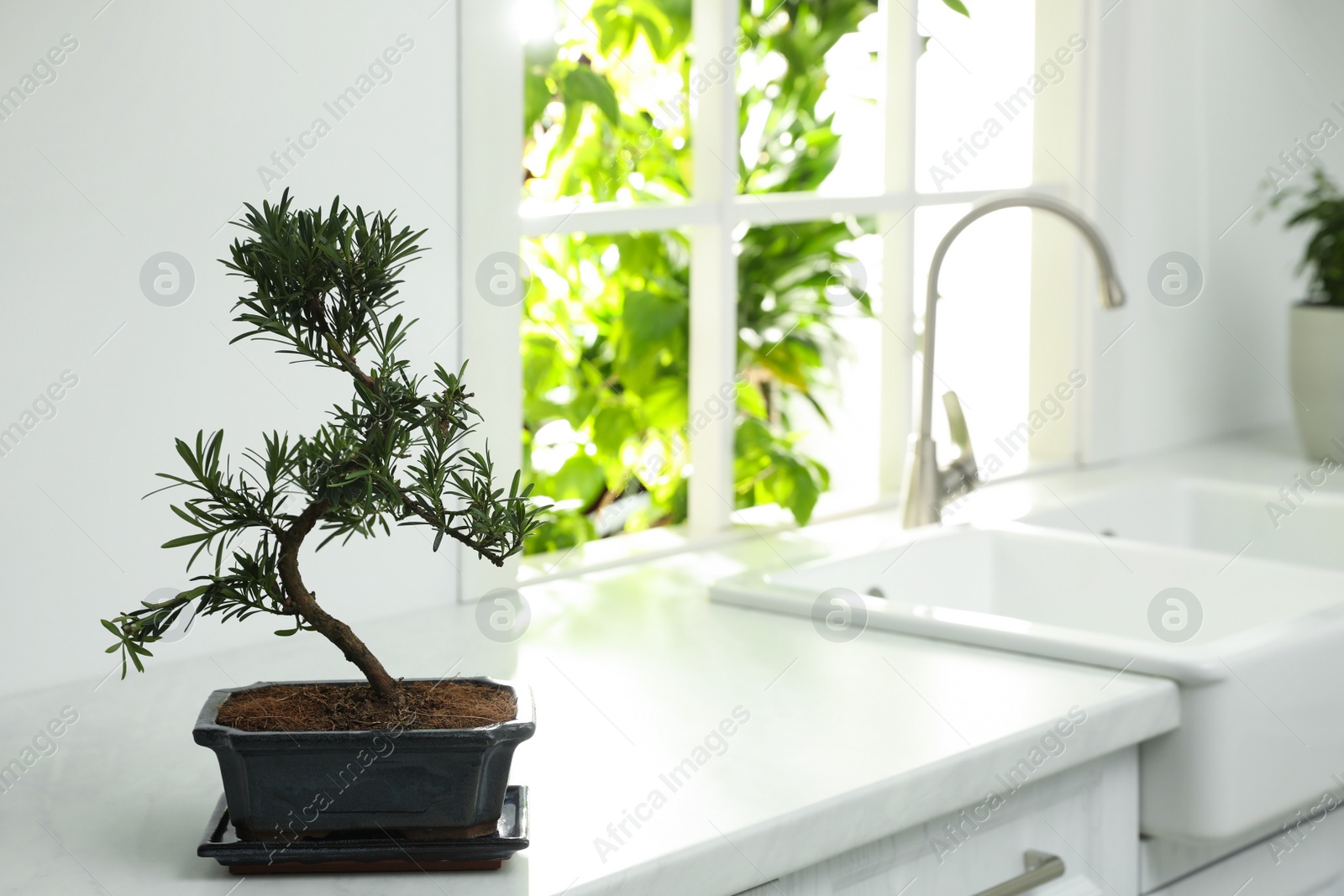 Photo of Japanese bonsai plant on countertop in kitchen, space for text. Creating zen atmosphere at home