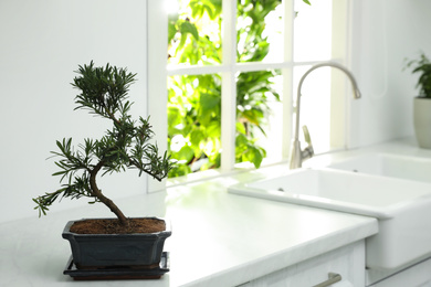 Japanese bonsai plant on countertop in kitchen, space for text. Creating zen atmosphere at home